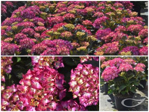 Hydrangea-Ball-Baladia