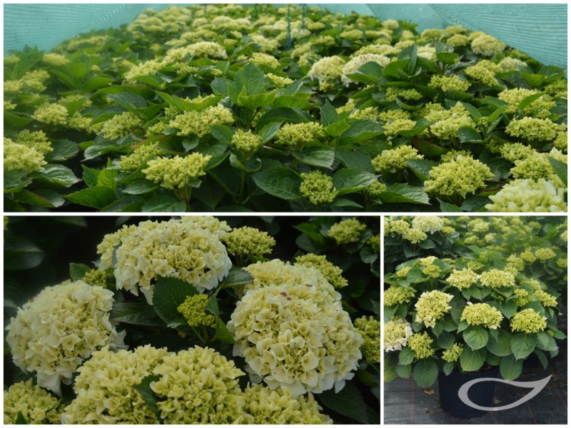 Hydrangea-Ball-Wudu