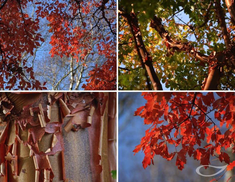 Wintergehölze: Acer griseum Zimt-Ahorn