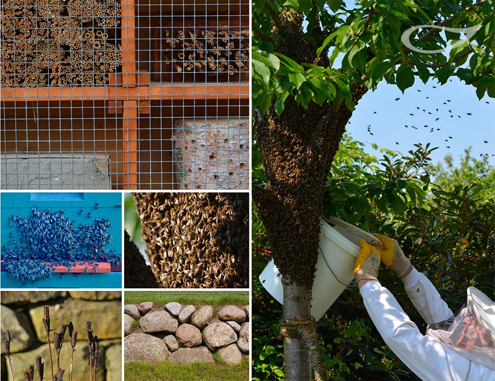 Insektenfreundlich gärtnern