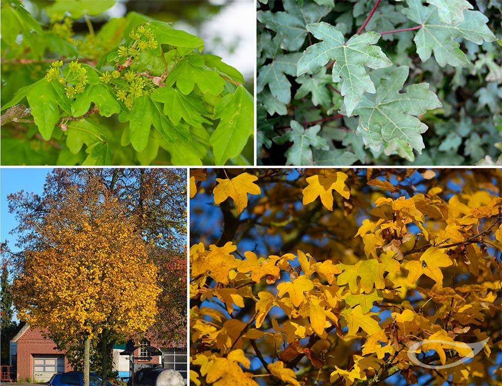 Bienenweide Acer campestre