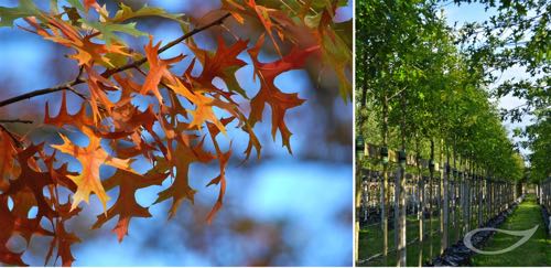 Containerbäume Quercus palustris