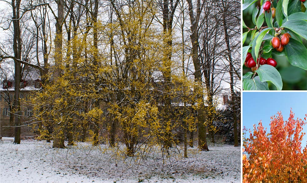 Cornus mas Kornelkirsche