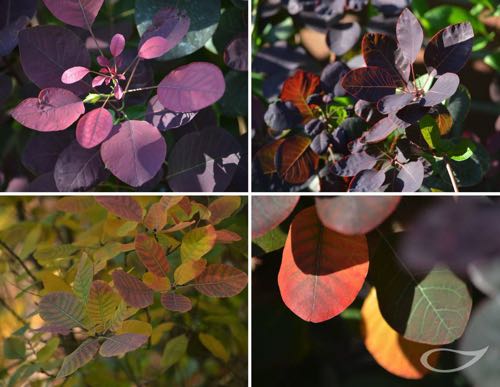 Cotinus coggygria Royal Purple Herbstfärber Herbstfärbung