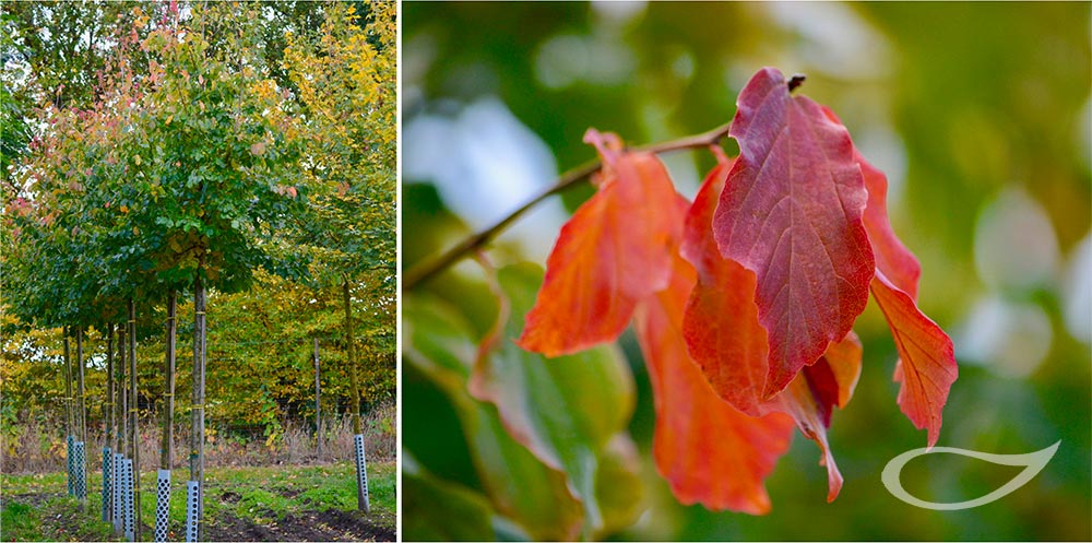 Parrotia persica Vanessa (Freiland)