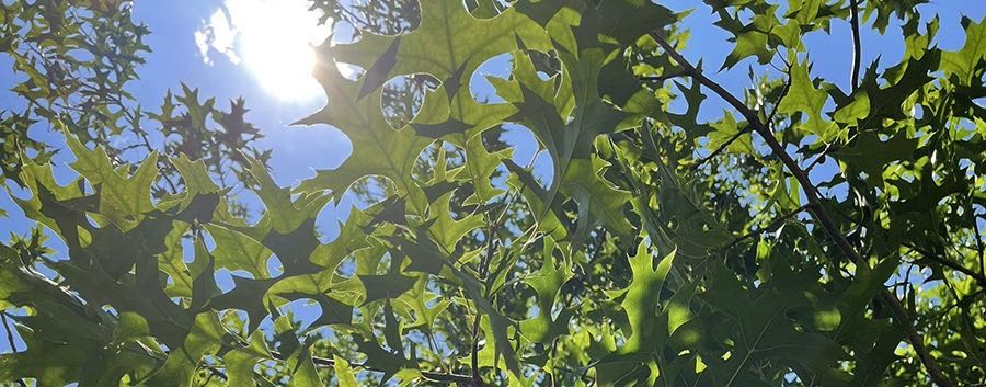 Schattenspender Baum