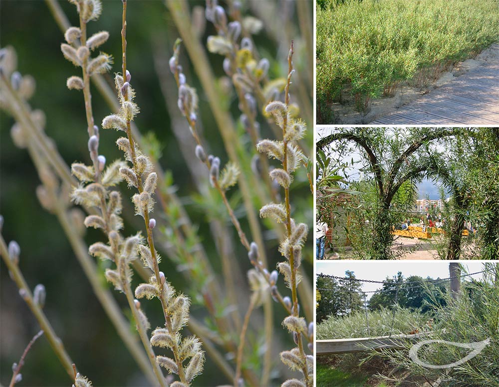 Kinderpflanzen: Weiden