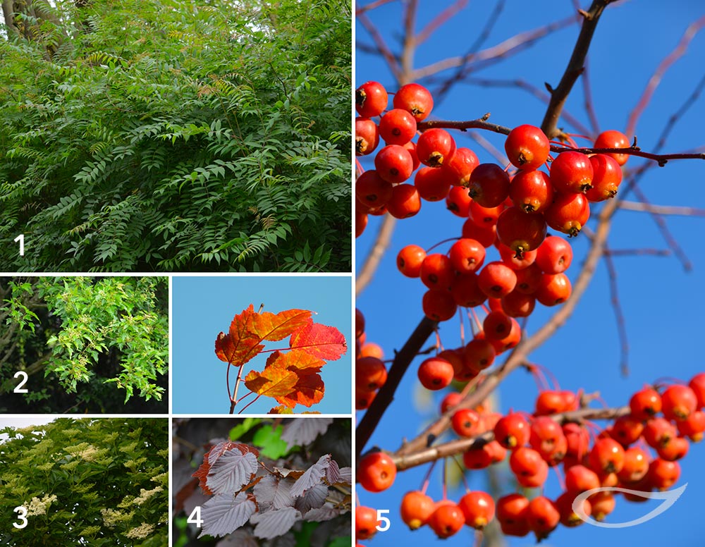 Pflanzenauswahl kindersichere Gehölze