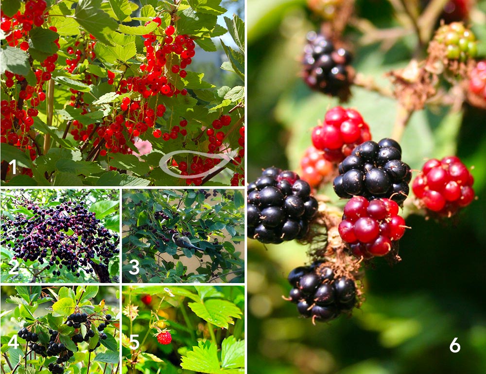 KIndersichere Pflanzenverwendung: Obstgehölze