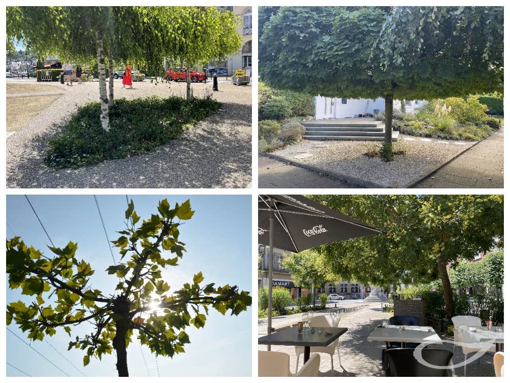 Auswahlkriterium Habitus für Wahl Schattenbaum