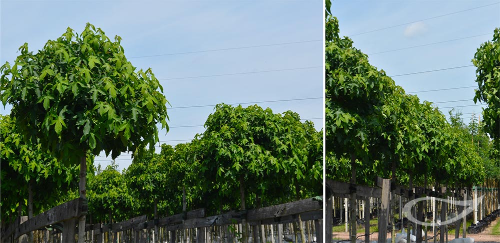 Kugelbaum Liquidambar Gumball