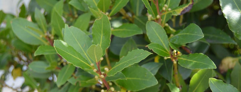 Laurus nobilis Echter Lorbeer