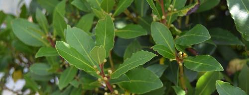 Laurus nobilis Echter Lorbeer