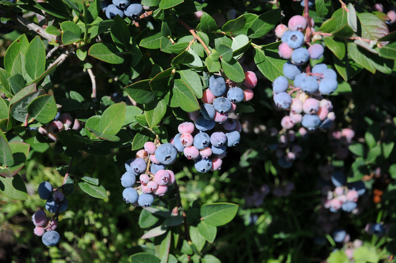 Blaue ebenfalls bereifte Beeren